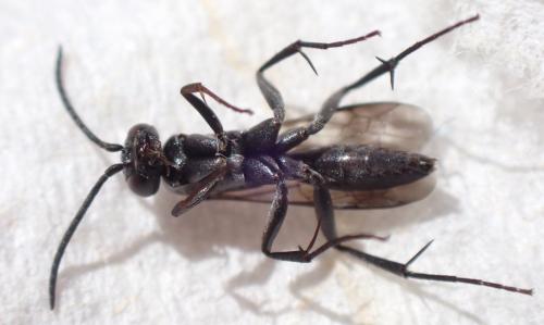 Agenioideus sp.